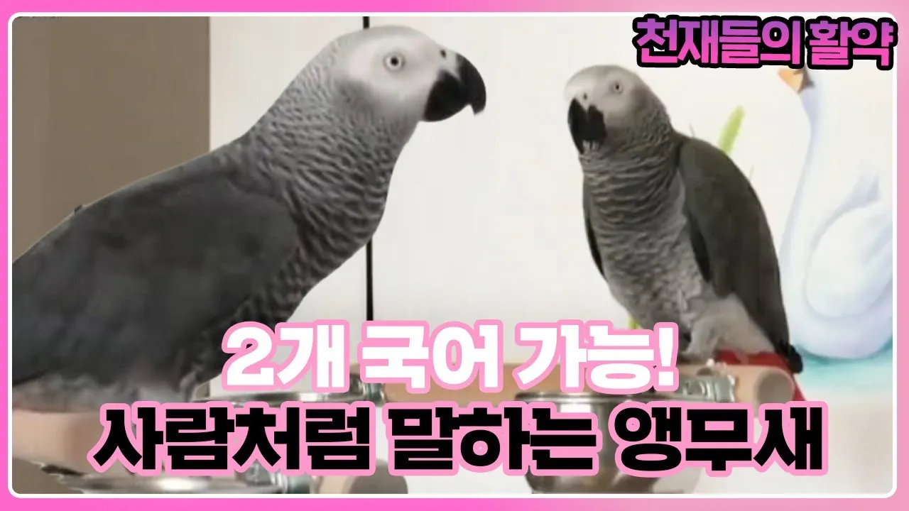 앵무새 가격 키우기 분양 수명 먹이 성격 종류_1
