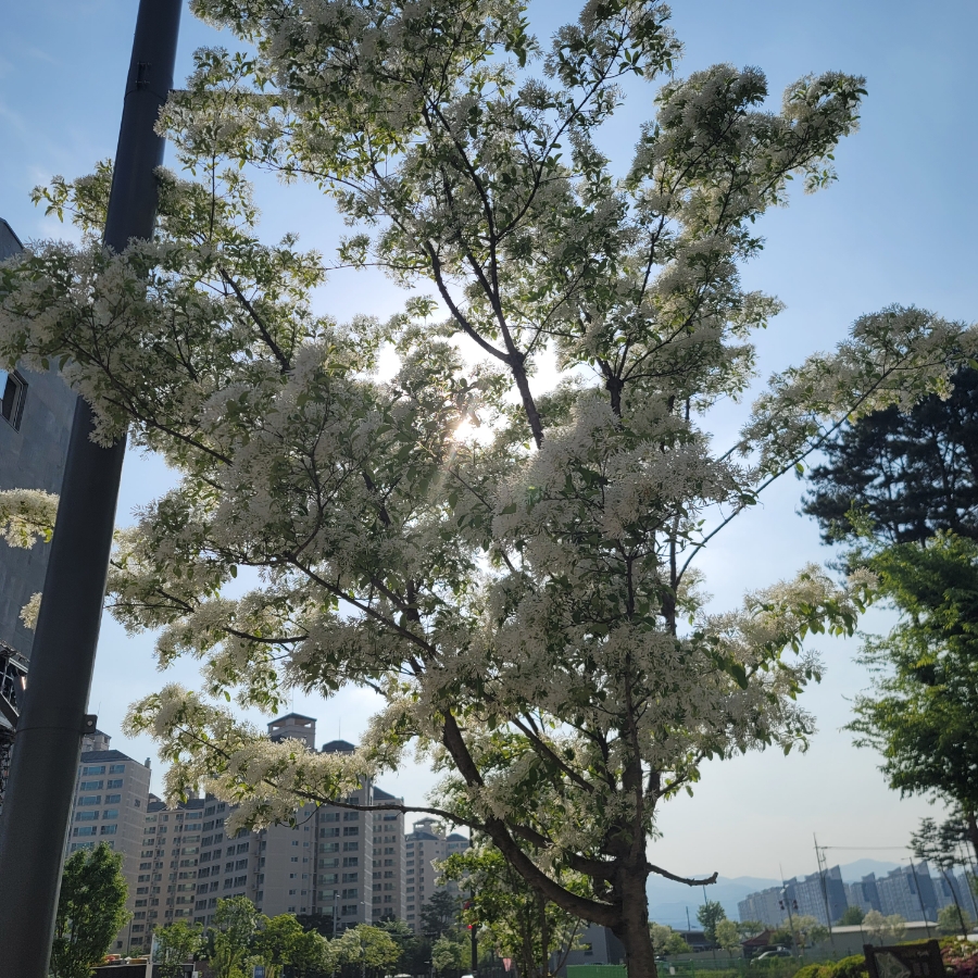 가로수, 흰 꽃, 잎사귀 나무를 아시나요? 5