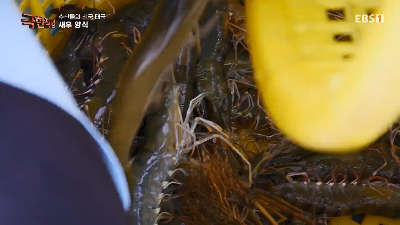 TV - 전 국민의 평생학교 EBS수산물의 천국 태국, 새우 양식과 말린 생선.mp4_20240604_201801.667.jpg