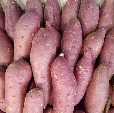고구마 맛있게 찌는 법 고구마 맛있게 찌는 법