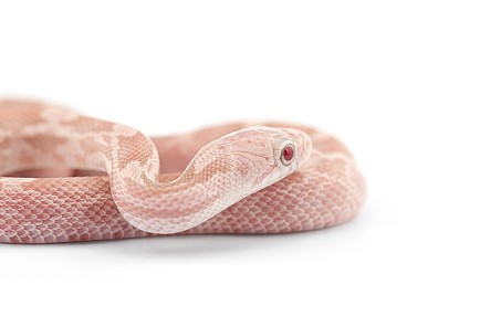 나오는 꿈은 어떤 꿈일까요? 뱀 꿈의 해몽, 뱀. 2