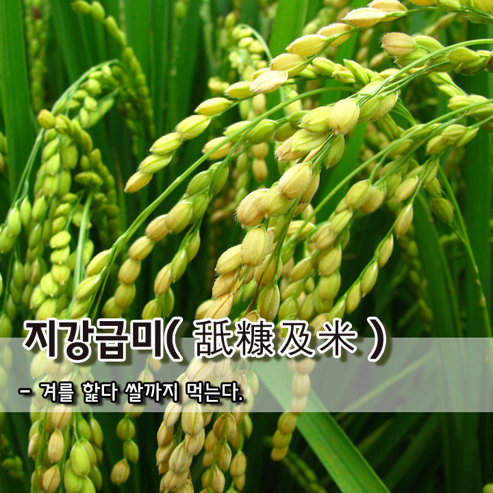  지강급미(舐糠及米)
