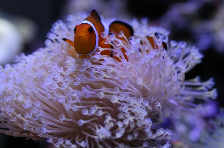 연산호(레더) 속에서 살고 있는 흰동가리(퍼큘라 크라운 피쉬)의 모습 사진