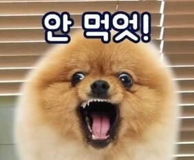 말티즈는 참지않긔짤 말티즈 화난짤 치와와분노짤 말티즈는 참지않긔짤 말티즈 화난짤 치와와분노짤
