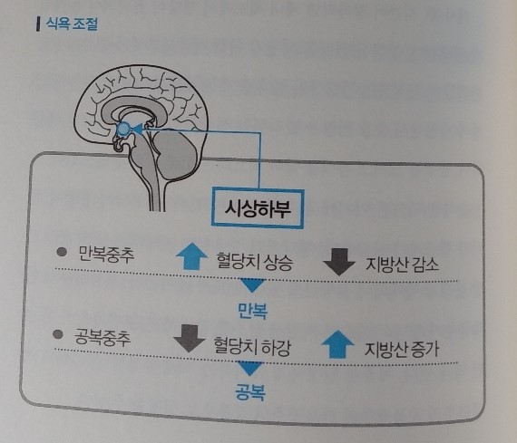 식욕조절