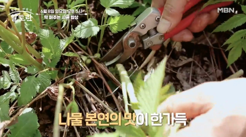 알토란 산나물전골