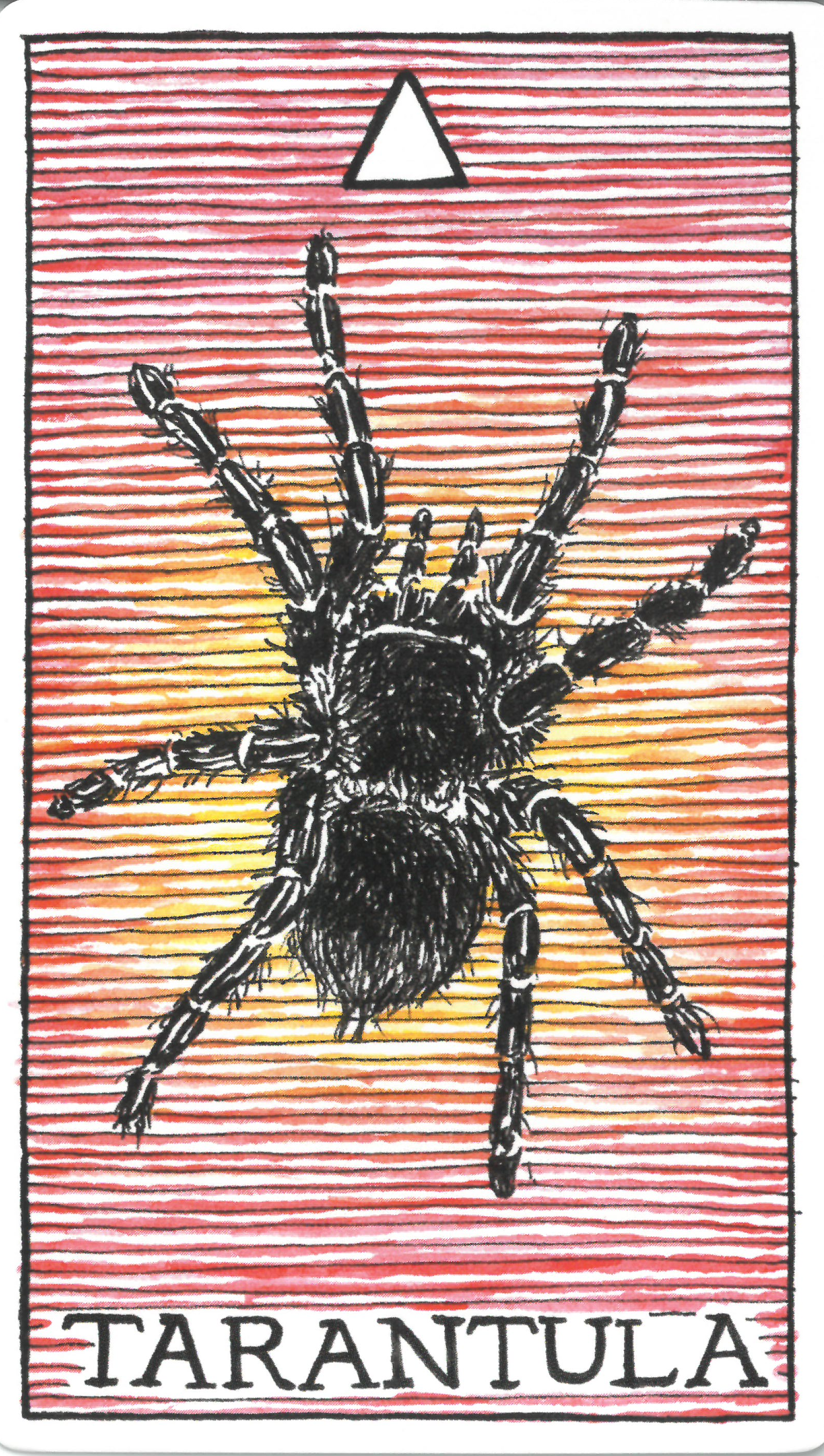 The Wild Unknown Animal Spirit Tarantula 타란튤라 해석 및 의미