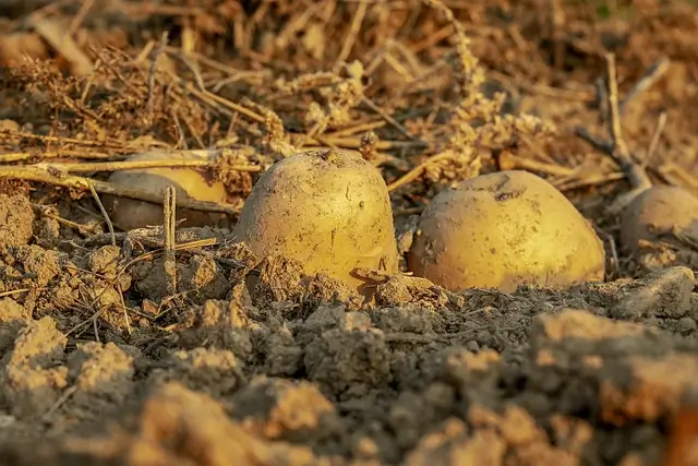 potatoes-3690562_640