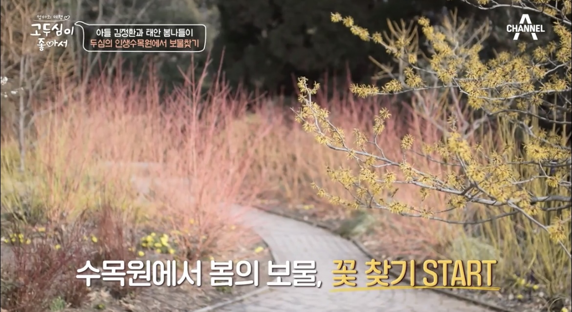  고두심이 좋아서 태안 인생수목원 어디? 50회 아들 김정환과 태안 봄나들이 민병갈 박사 수목원 위치 정보