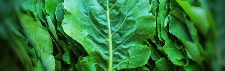 케일-잎-사진