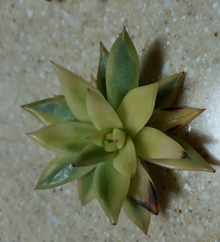 바이즈 이미지