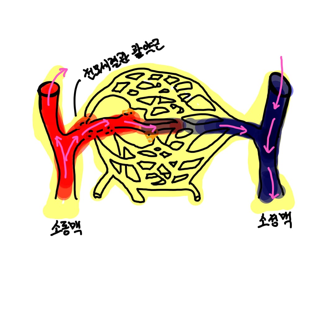  혈관의 종류 