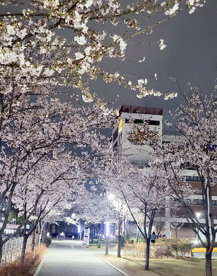 공원길에 -만개한 -벚꽃나무들 