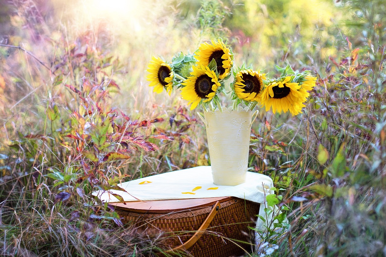 sunflowers