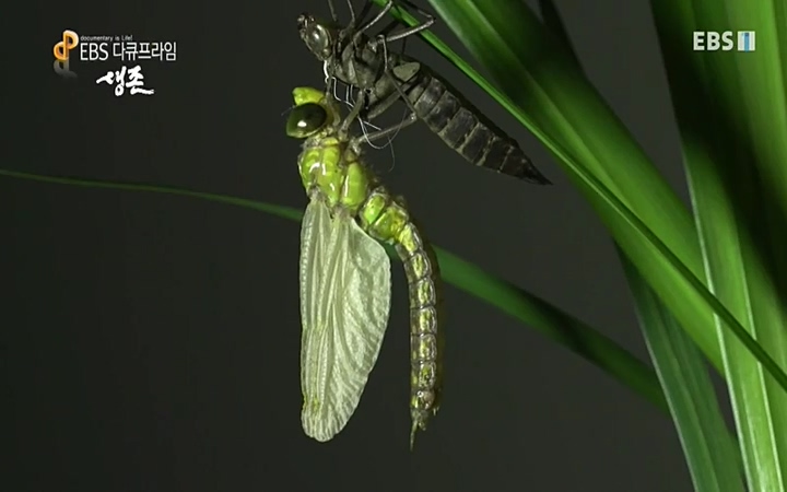 EBS 다큐프라임_ 220628.avi_20220629_205533.734.jpg