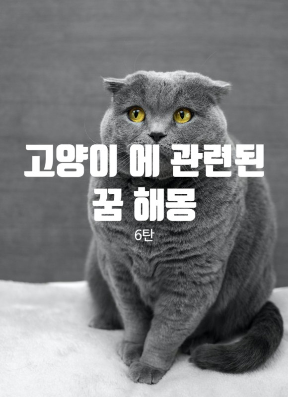 꾸는 꿈 관련 꿈! 해몽 제6탄! 고양이 해몽 고양이에게 물리는 꿈 고양이를 4