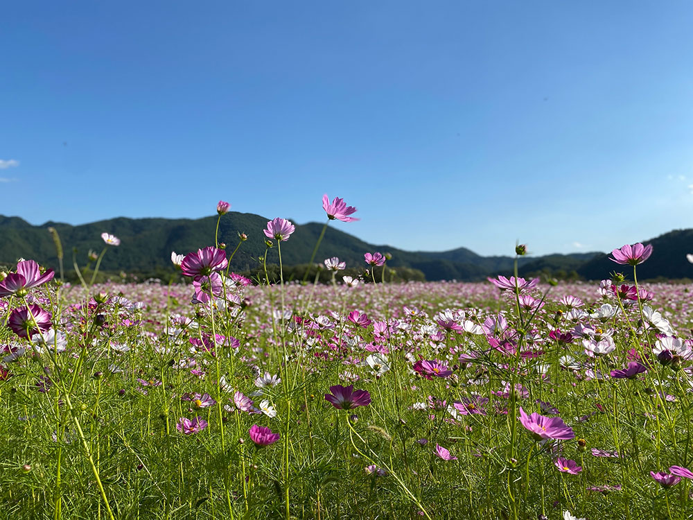  안동 가볼만한곳 도산서원 코스 이육사문학관 앞 코스모스밭