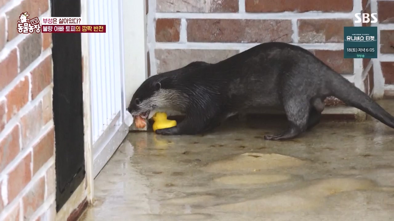 TV 동물농장.E1145.231113p-NEXT.mp4_20231112_173441.367.jpg
