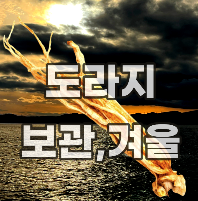 도라지-키우기-보관-보관법-보관방법