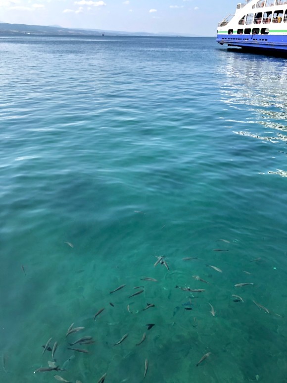 7일차 1편 :: 트로이 목마&트로이 유적지, 고등어케밥 2019. 8. 15. 댜든이의 터키 가족여행 28