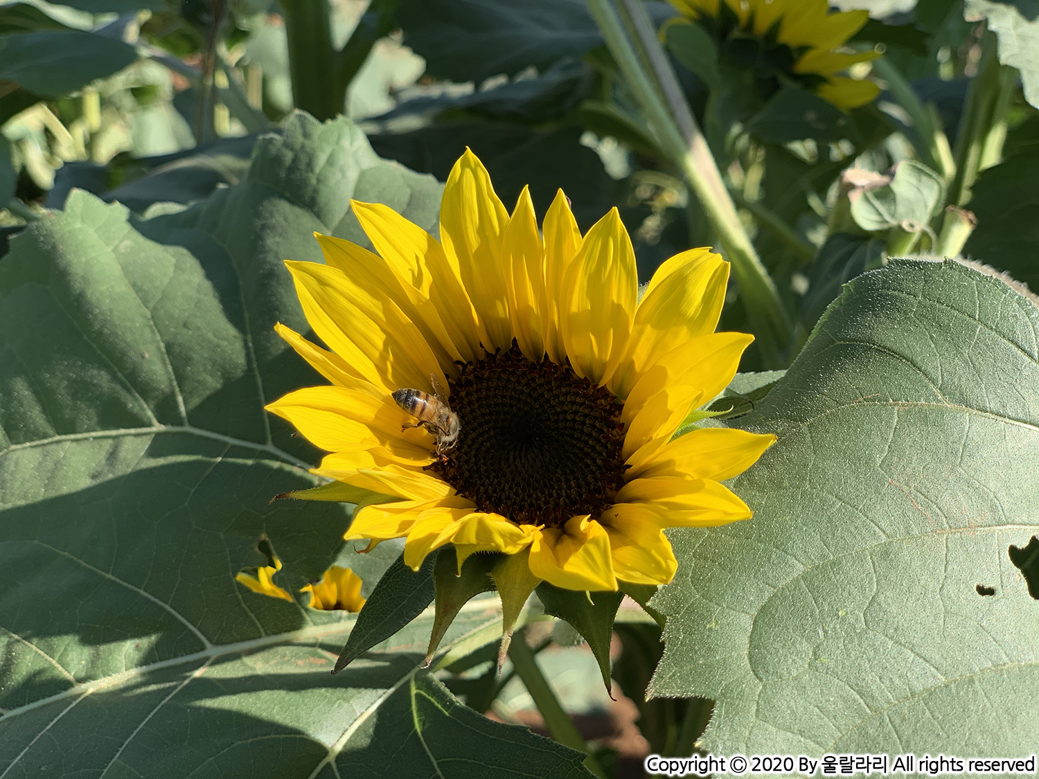 캘리포니아 해바라기 구경하기 좋은 곳 the best sunflower fields in southern california