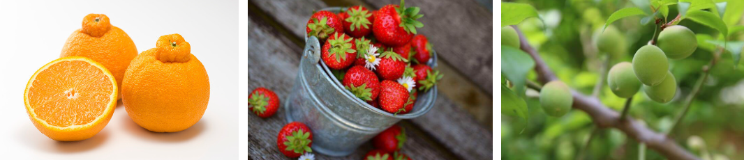 한라봉_딸기_자두