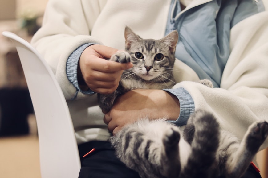 새로 생겨난 직업이 있을까요? 반려동물 관련 직업