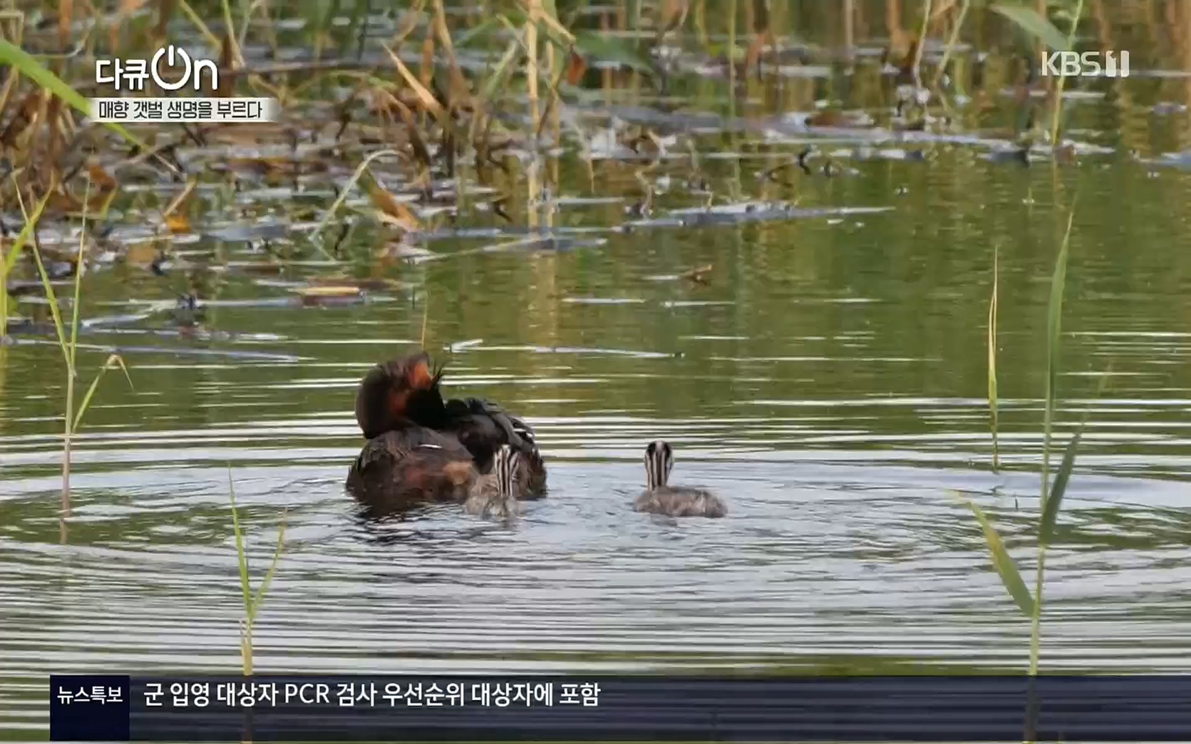 다큐 On.E151.220805p.H264-F1RST.mp4_20220806_193408.921.jpg