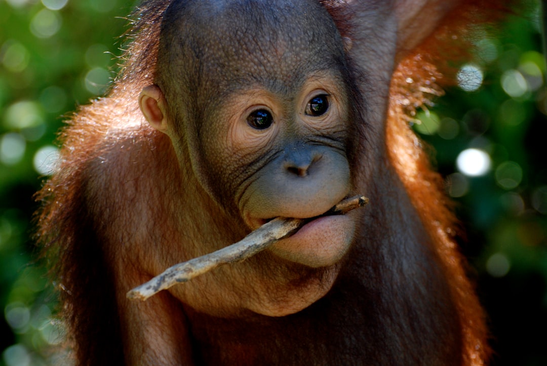 Orangutan