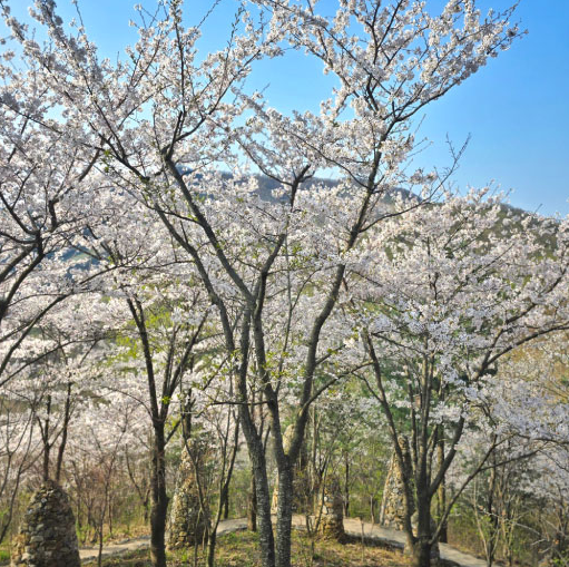 화담숲 예약방법 모노레일 프로그램 예약실시간 강아지 유모차 킥보드?