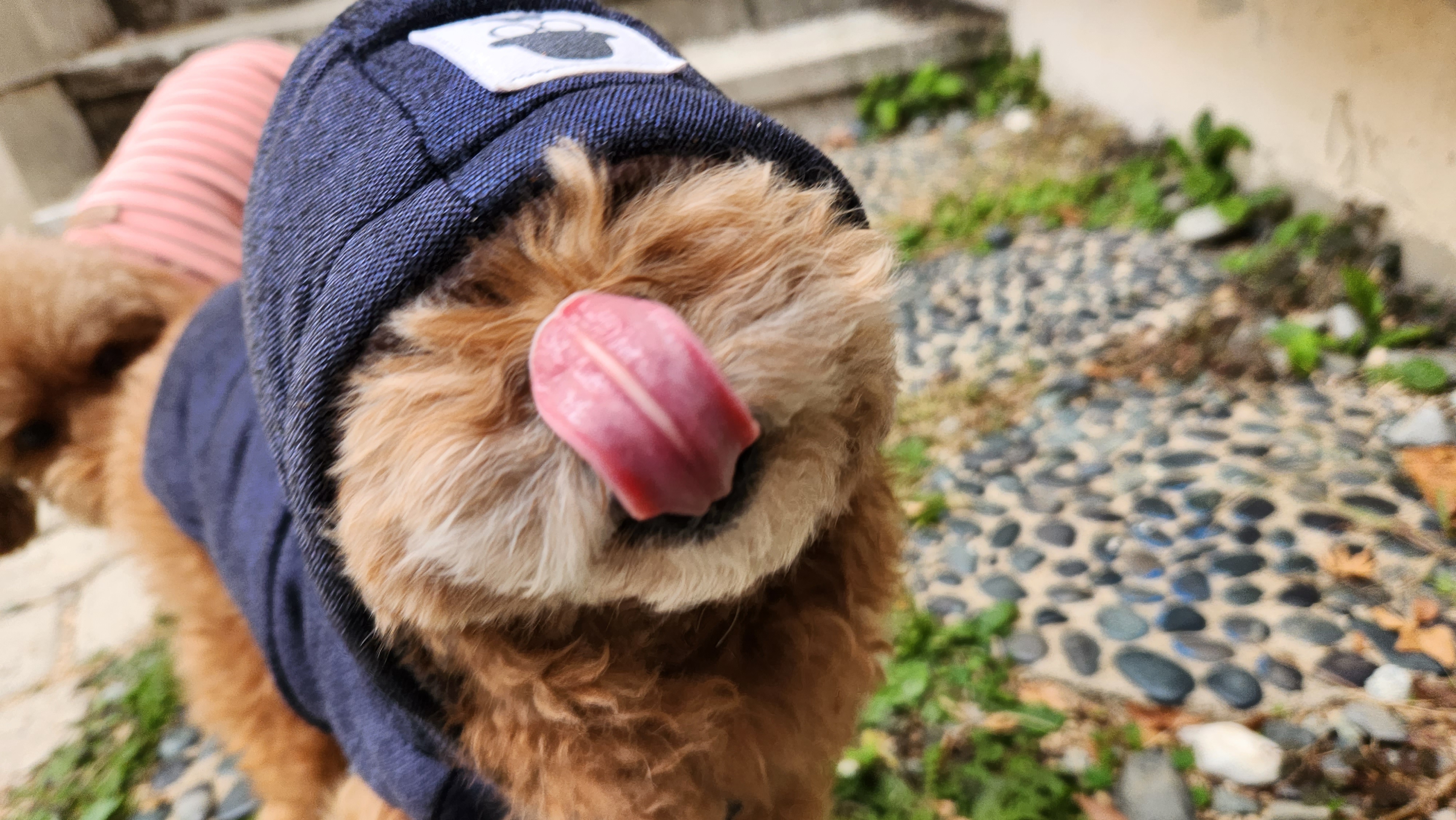  강아지가 초콜릿을 먹으면 위험한 이유