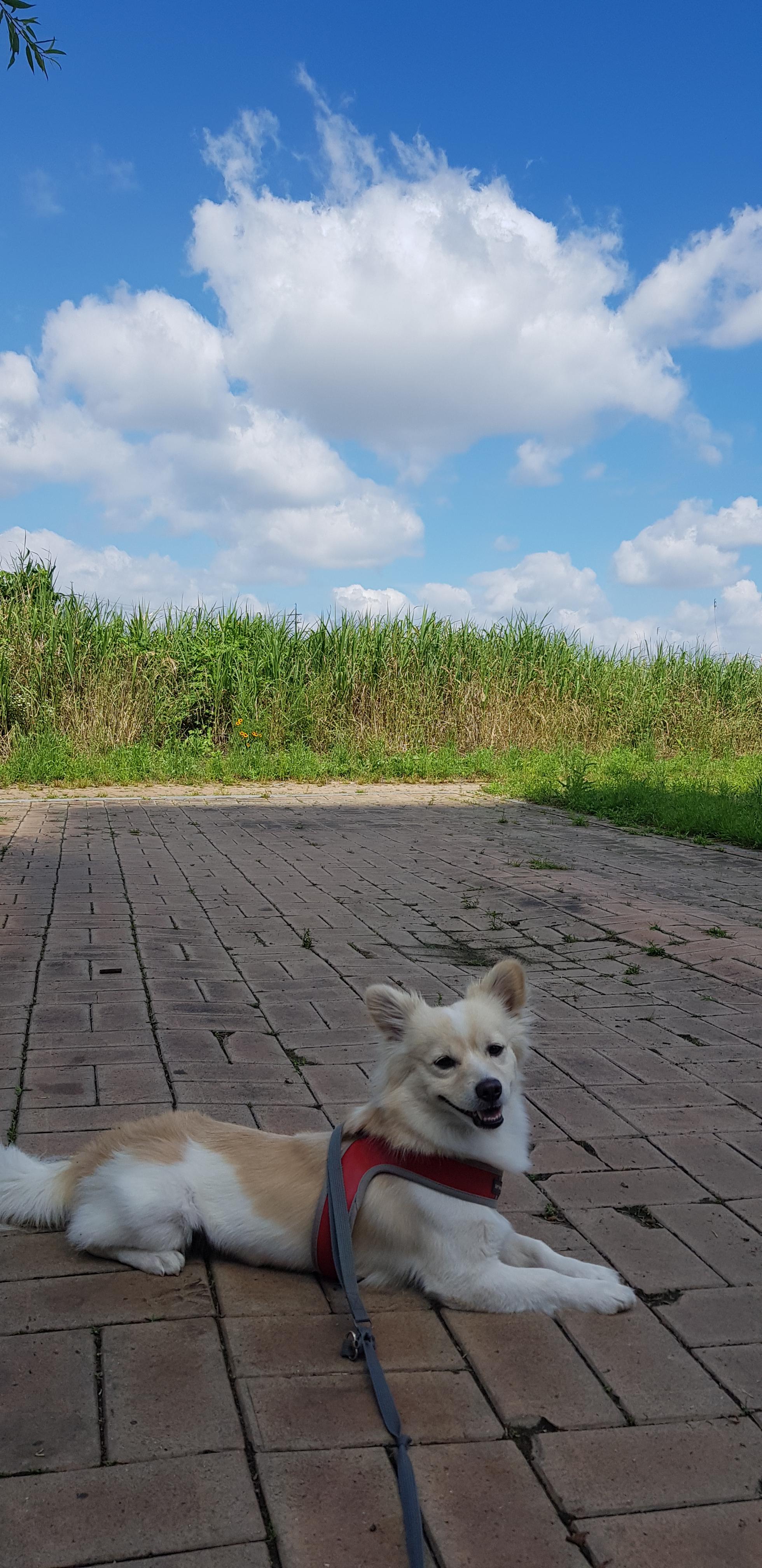 대로카센타 이미지
