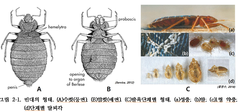 빈대 퇴치