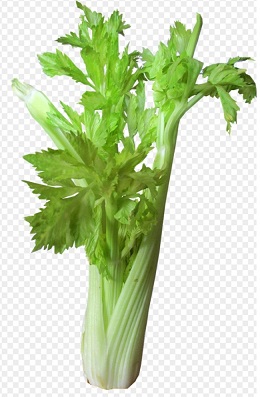 샐러리