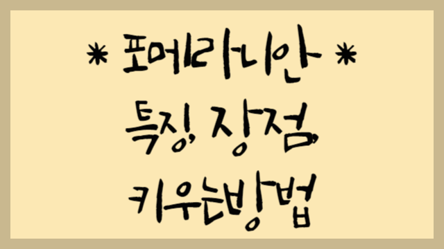  포메라니안 : 여우 같은 얼굴