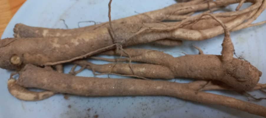 흙도라지 사진
