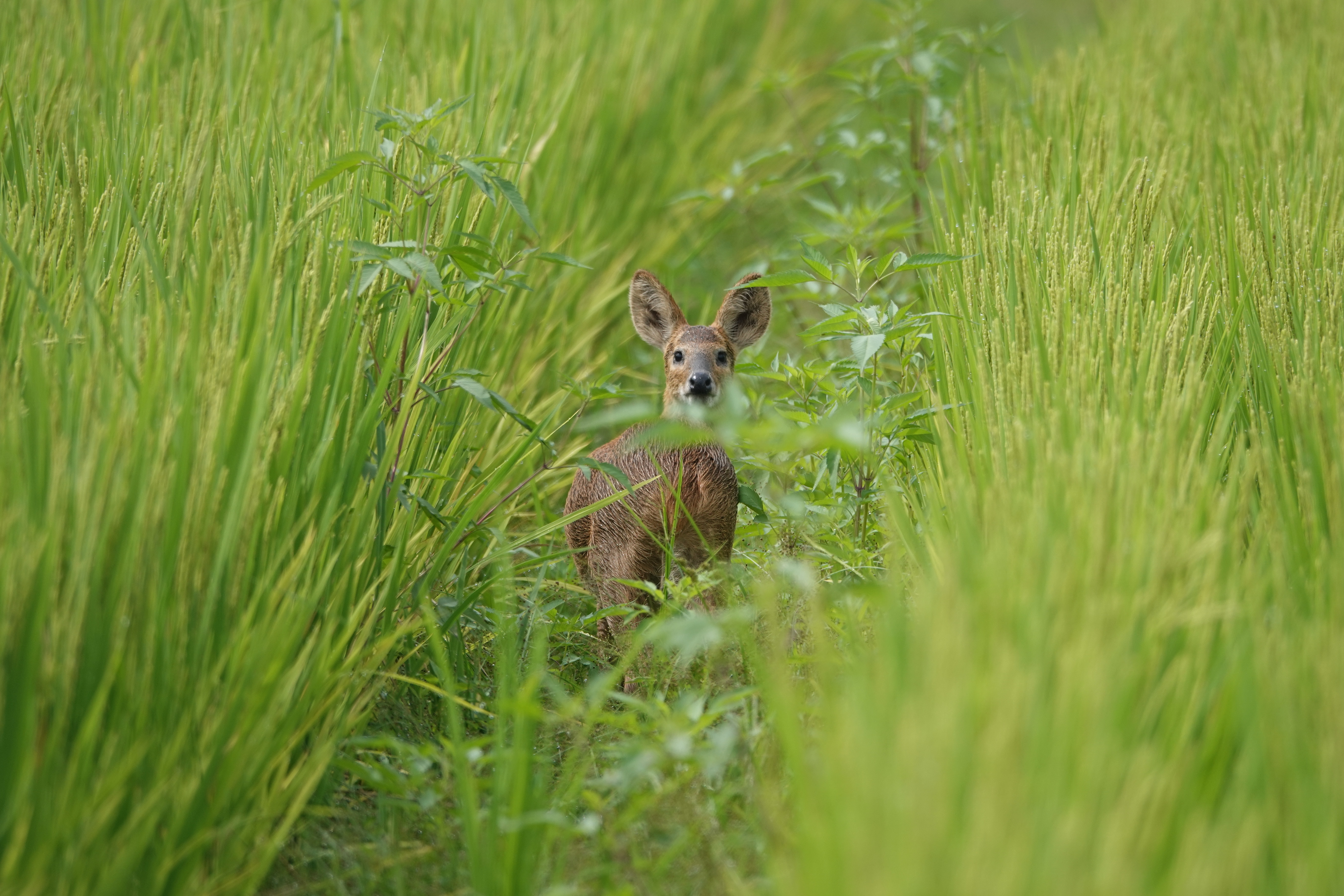  [사슴과] 고라니(Water deer)