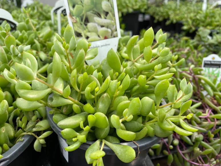 이름 가격도 같이 알아봐요. 예쁜 다육이 종류 17