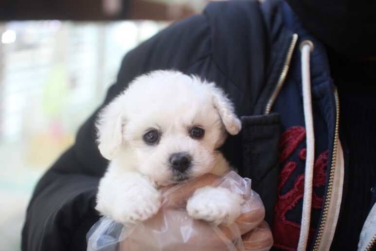 덩어리 이미지