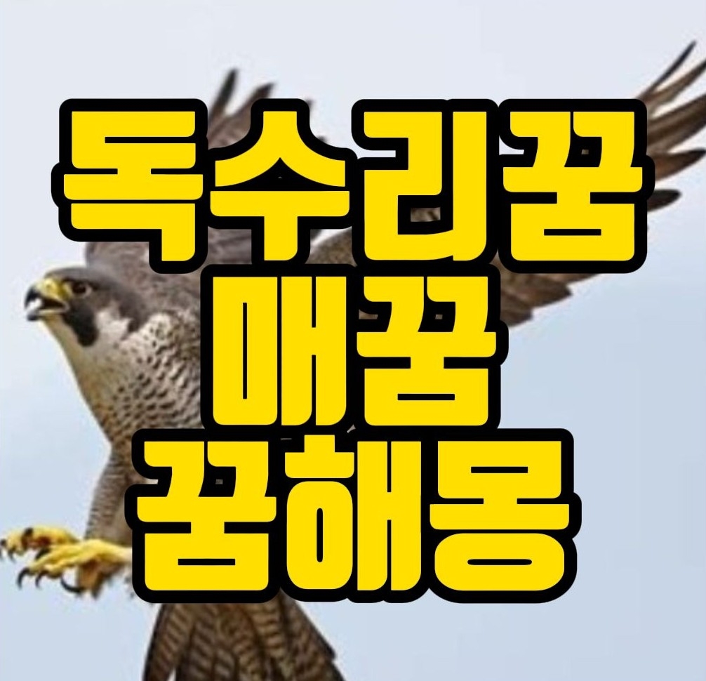  [꿈해몽] 독수리꿈,매꿈, 맹금류꿈 관련 꿈풀이