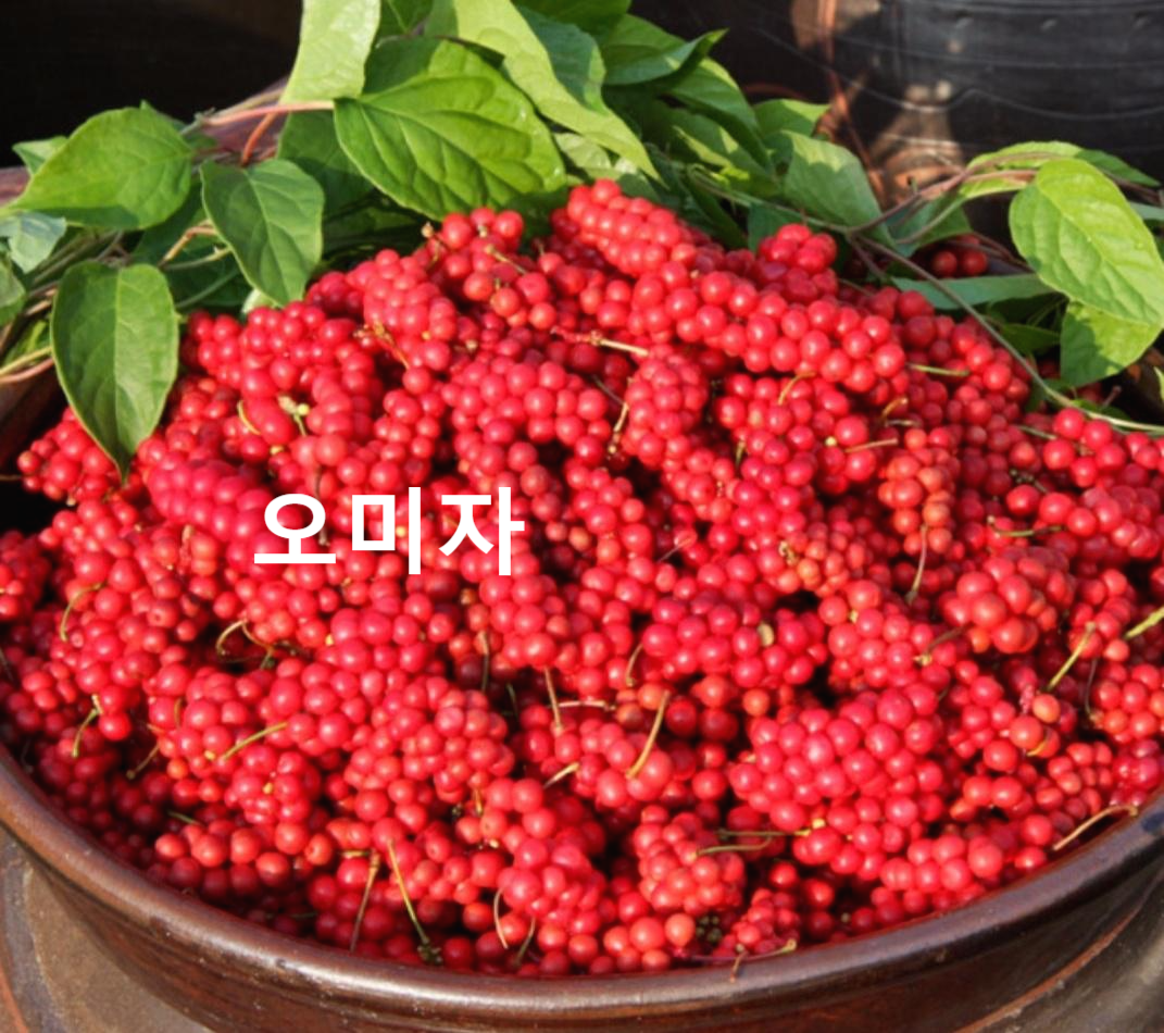 오미자 효능 5가지맛과 엄청난 영양소  : 오미자차
