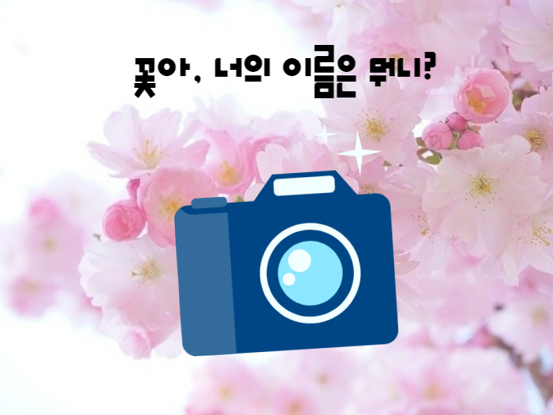  사진으로 꽃이름 찾기 네이버 스마트렌즈 활용