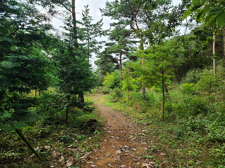 충남 걷기 좋은 숲길 국내여행 걷기 좋은 길, 11