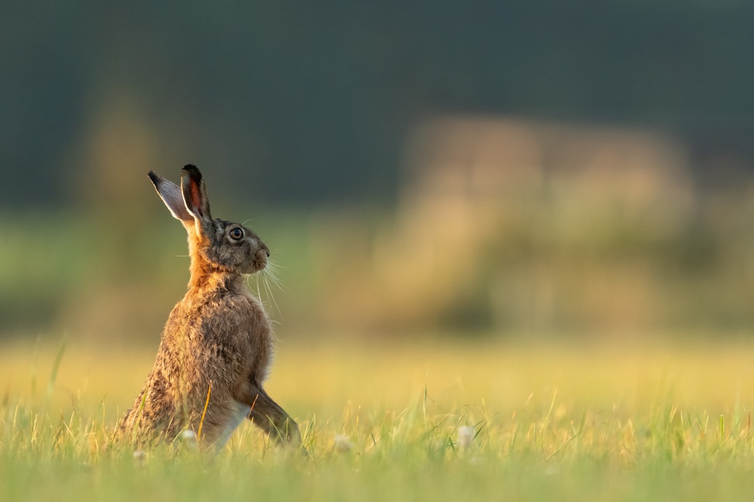Rabbit