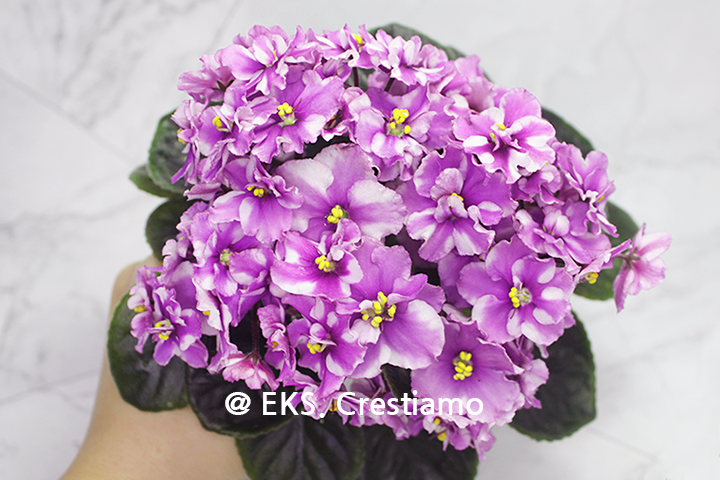 아프리칸바이올렛_미니바이올렛_미바_africanviolet_chimera_키메라_에바딜라이트_eva_delight