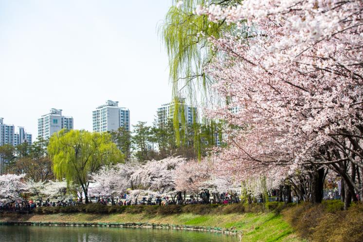 한국 벚꽃축제 개화시기