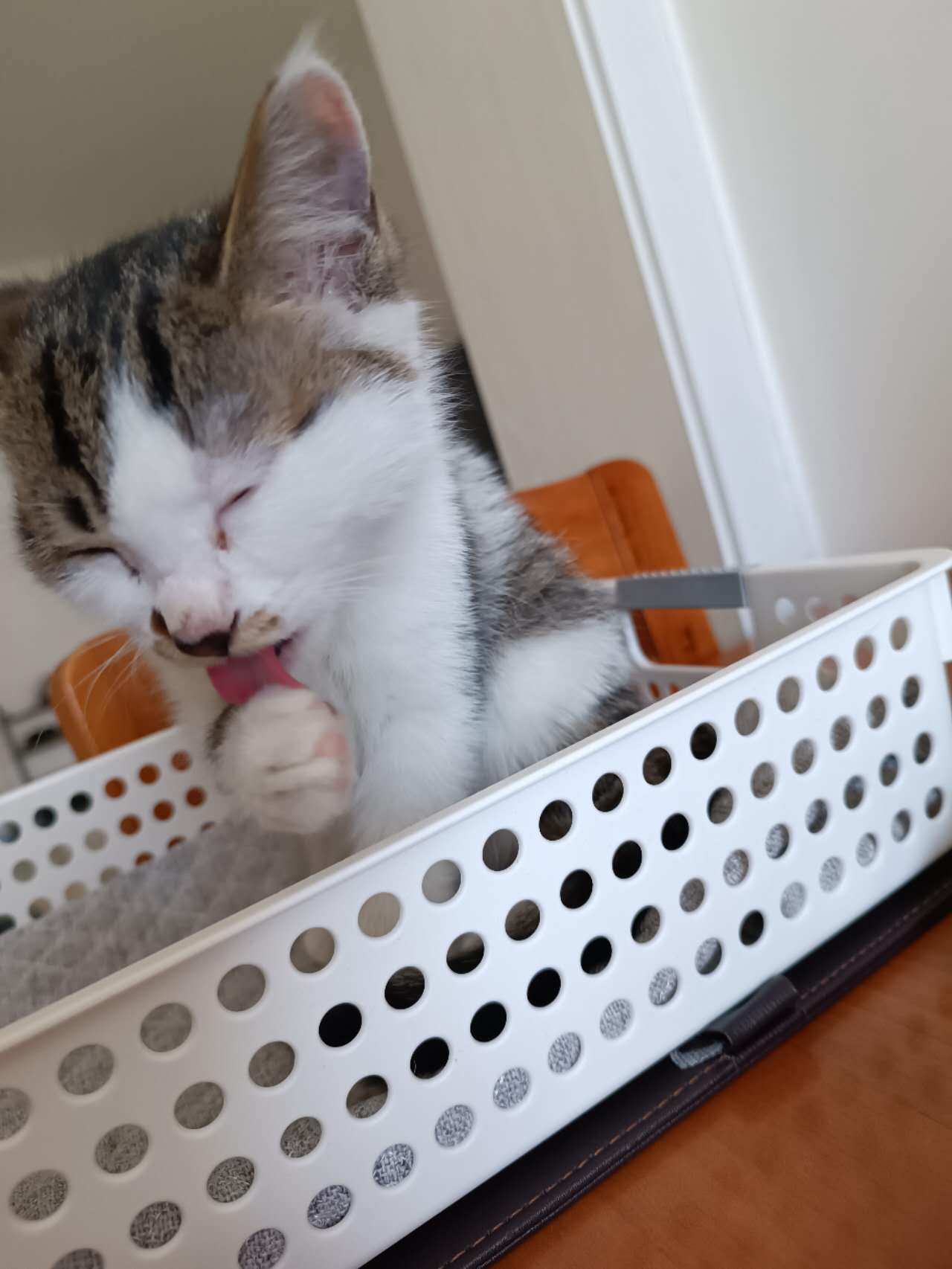 고양이-집사