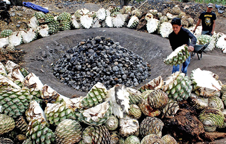 아가베로 멕시코 증류주 메스칼을 제조하는 모습