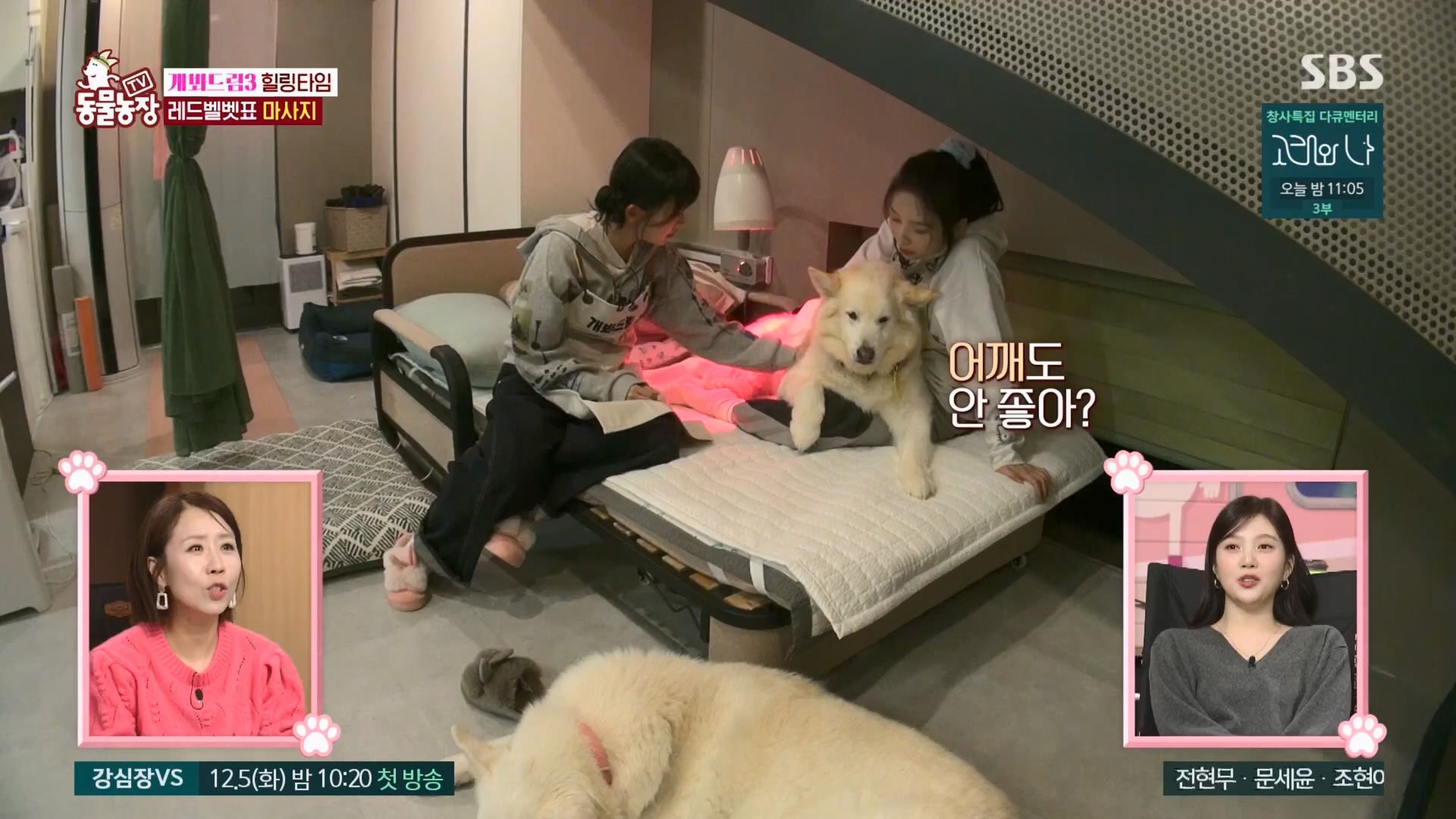 TV 동물농장.E1148.231203p.H264-F1RST.mp4_20231203_181443.476.jpg