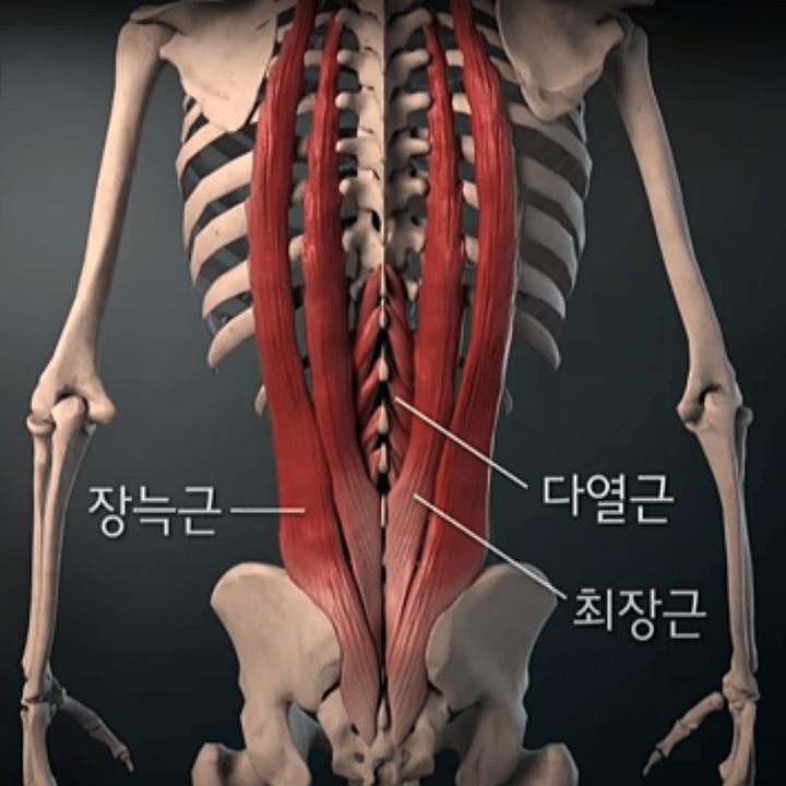 척추주변근육